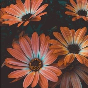 Meet your Posher, Paige